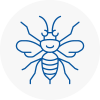 Shanklin Hornet Nest Removals