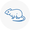 Rat Control Shanklin