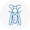 Shanklin Wasp Nest Removal